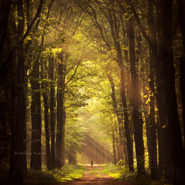 Forest Photography By Nelleke Pieters Art And Design