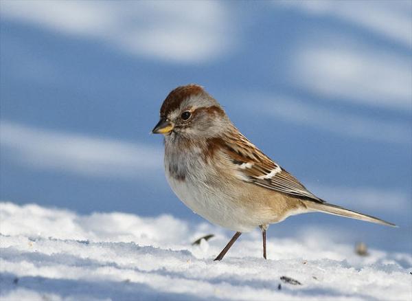 Awesome Birds Photography by Jen St. Louis | Art and Design