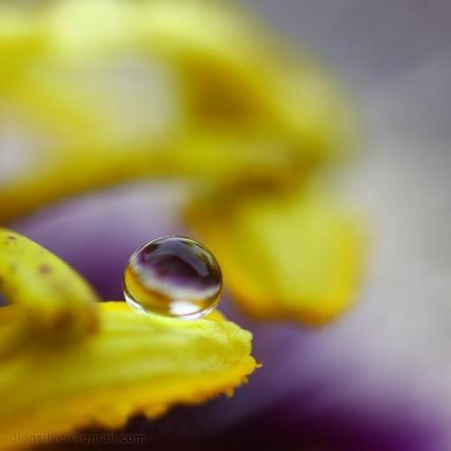 35 Stunning Macro Photography by Diens Silver | Art and Design