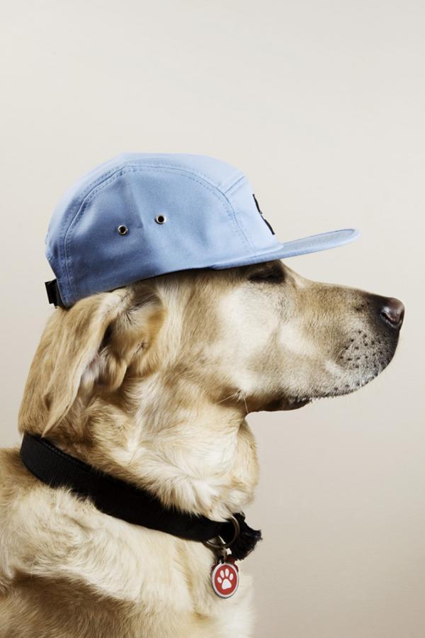 Dogs with caps Art and Design