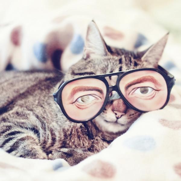 Cute Cats Wearing Glasses | Art and Design