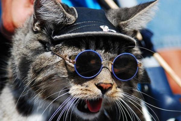funny cats with glasses