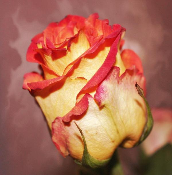 Flower Photography by Cathie Tyler | Art and Design