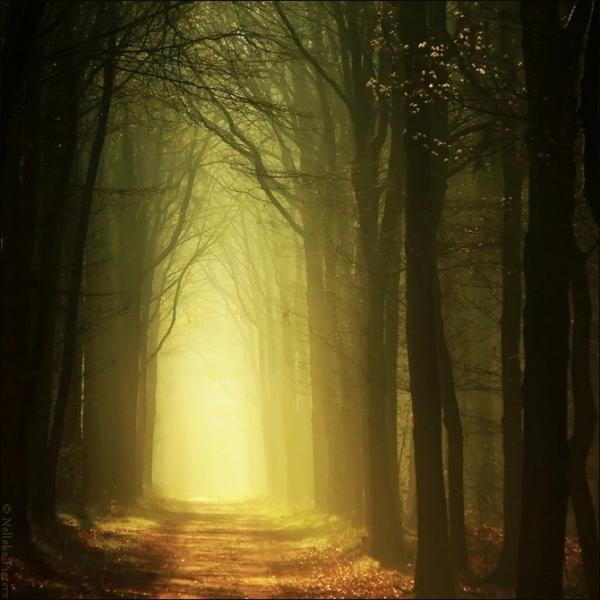 Forrest photography by Nelleke Pieters