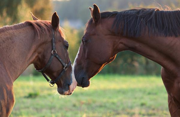 Animal Photography by Tamara Patrejeva | Art and Design