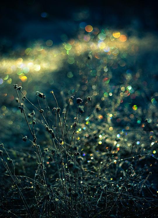 Bokeh Photography by Joni Niemelä | Cuded