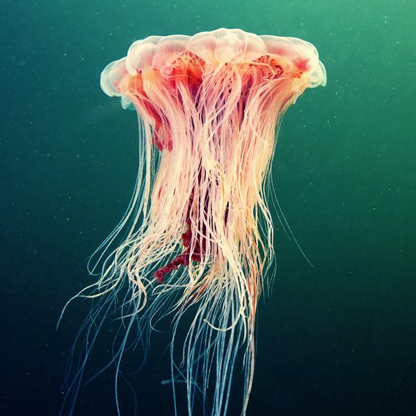 Jellyfish Madness by Alexander Semenov | Art and Design