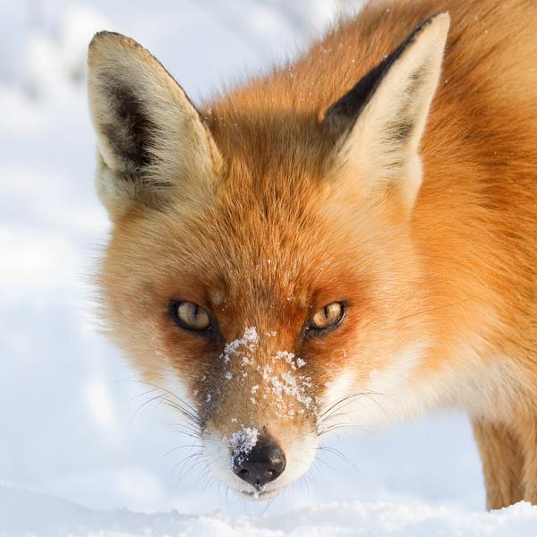 Fox in the Snow by Roeselien Raimond | Cuded