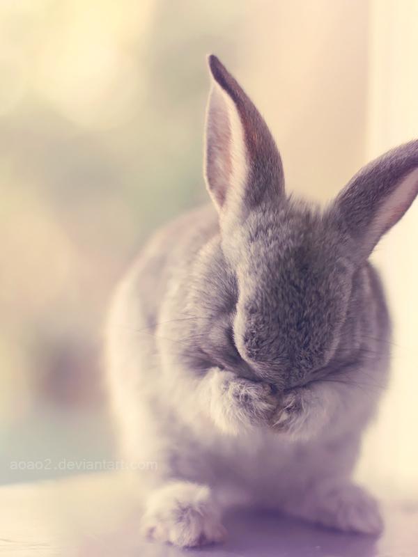 Cute Animals Photography by Essa Al Mazroee | Art and Design