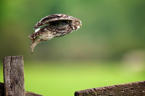 Animal Photography by Mark Bridger | Art and Design