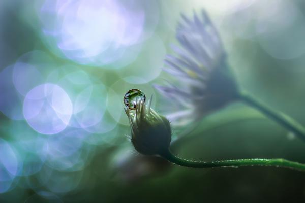 Macro Photography By Miki Asai 