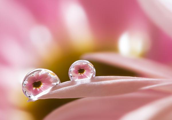 Macro Photography by Miki Asai | Art and Design