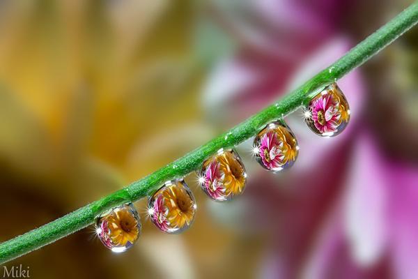 Macro Photography by Miki Asai | Art and Design