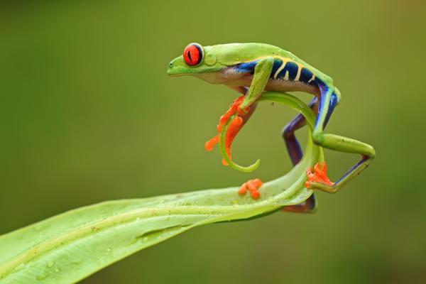 Macro Photography by Shikhei Goh | Art and Design