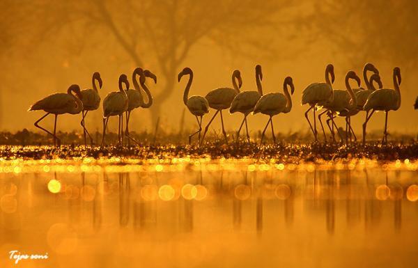 Birds Photography by Tejas Soni | Art and Design