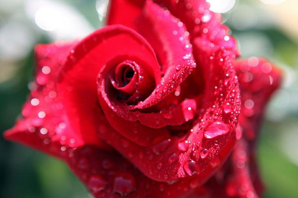 45 Beautiful Pictures of Roses | Art and Design