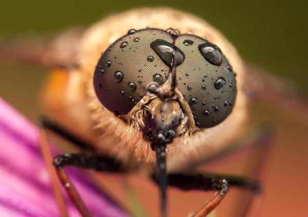 Macro Photography by Alejandro Ferrer Ruiz | Art and Design