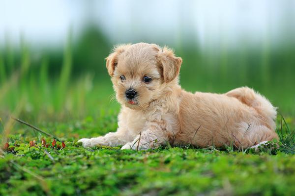 50 Lovely Puppy Pictures | Art and Design