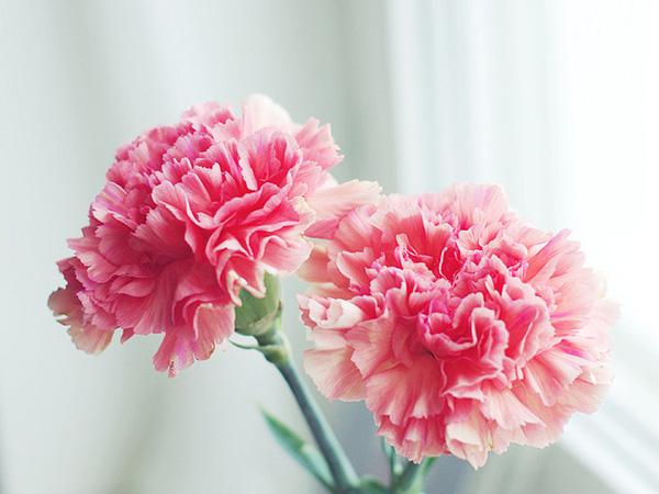 The beauty of Pink flowers | Art and Design