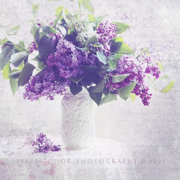 Vintage Flowers by Sylvia Cook | Art and Design