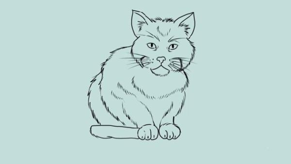 How to Draw a Cat | Art and Design